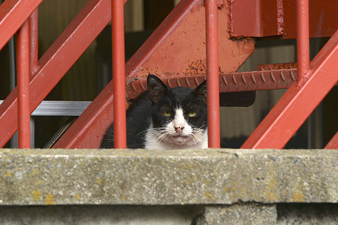 太田区のねこ