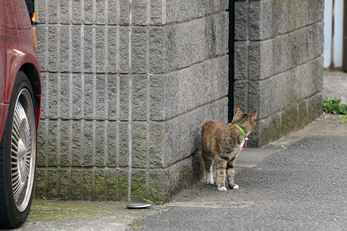 太田区のねこ