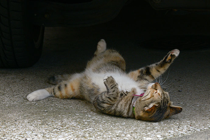 太田区のねこ