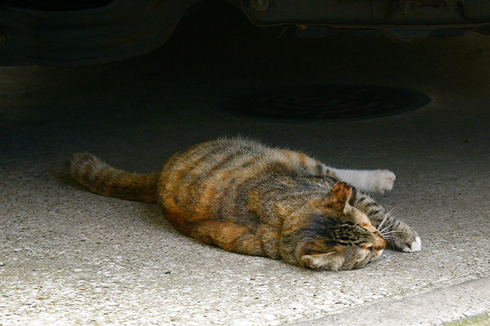 太田区のねこ