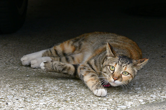 太田区のねこ