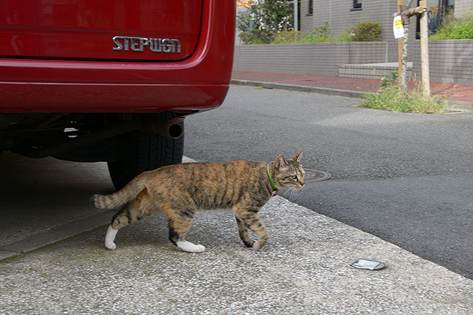 太田区のねこ