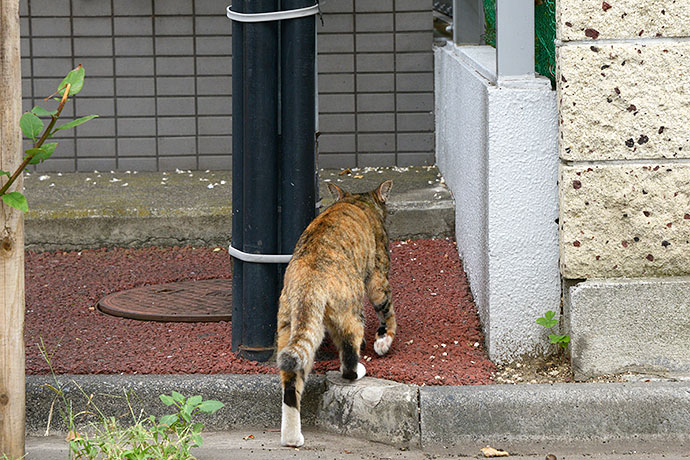 太田区のねこ