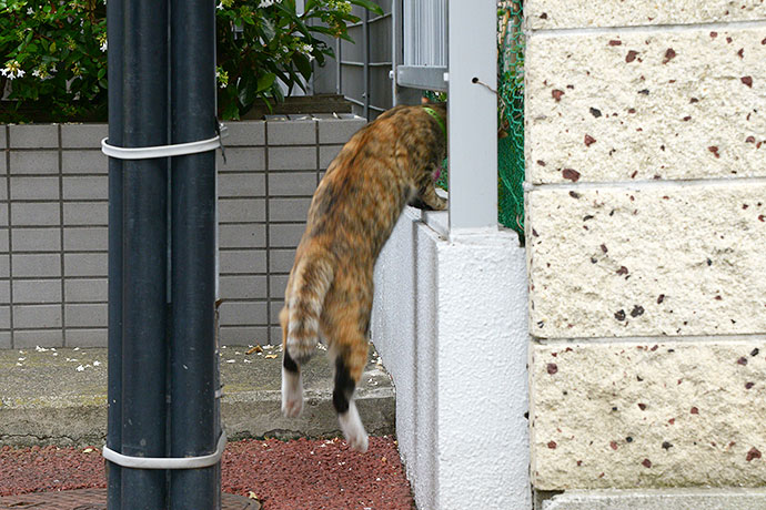 太田区のねこ