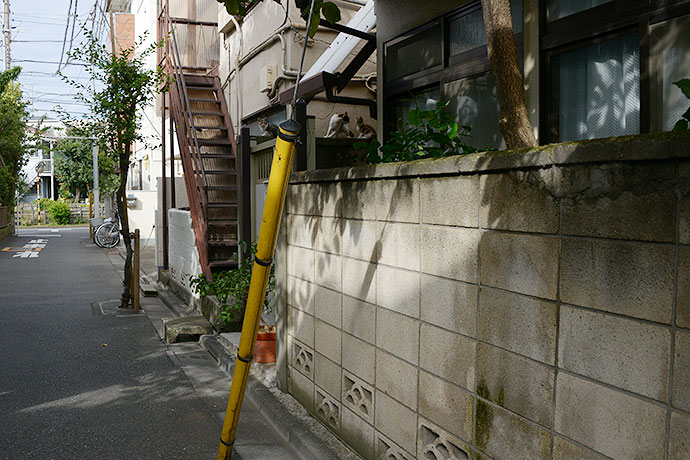 太田区のねこ