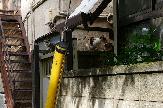 太田区のねこ