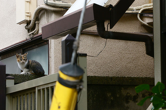 太田区のねこ
