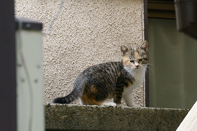 太田区のねこ