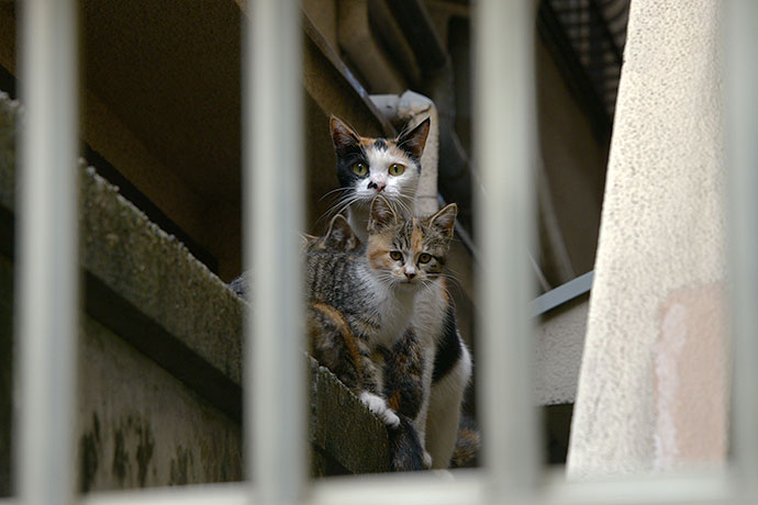 太田区のねこ