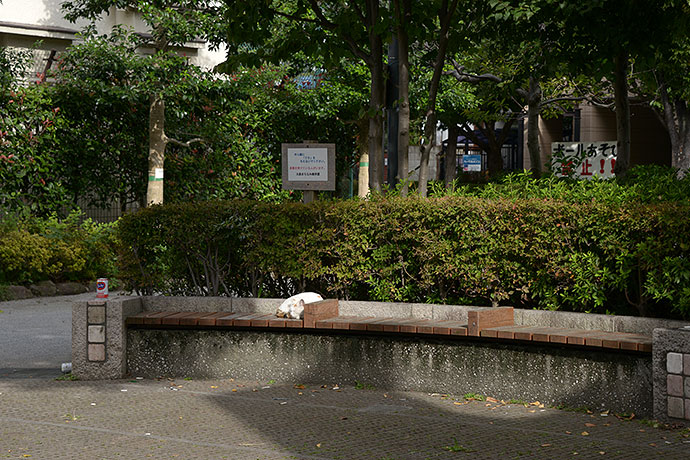 太田区のねこ