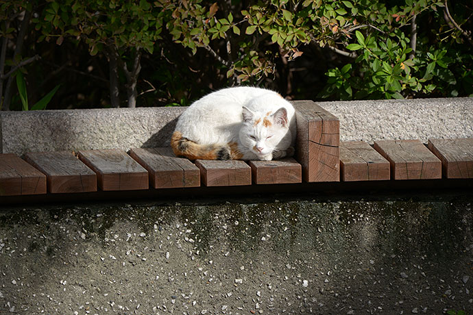 太田区のねこ