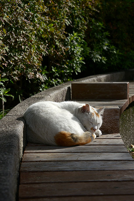 太田区のねこ