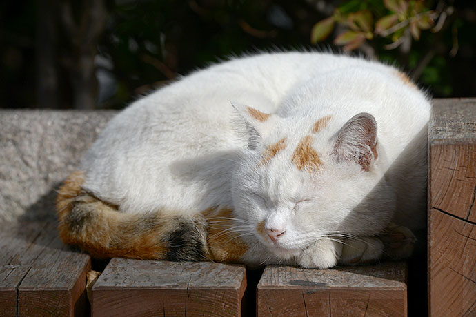 太田区のねこ