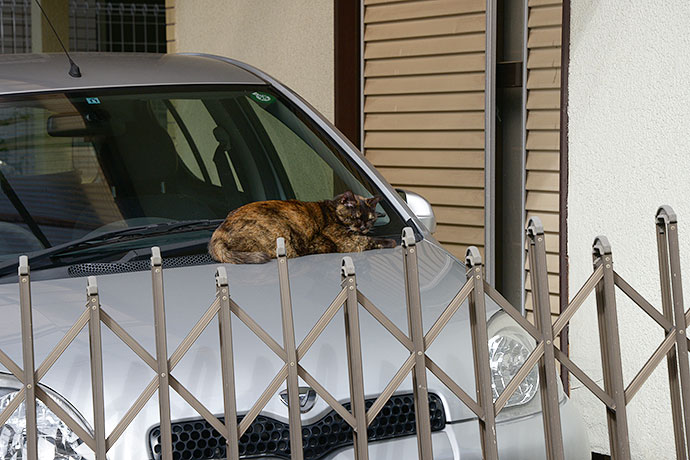 太田区のねこ