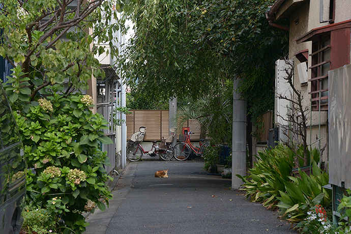 太田区のねこ
