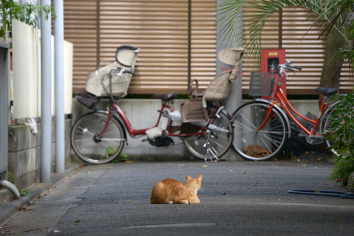 太田区のねこ