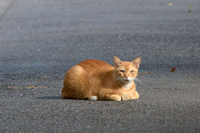 太田区のねこ
