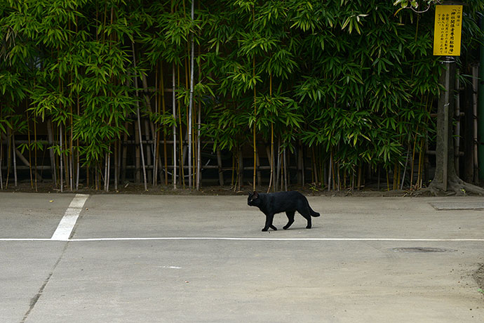 太田区のねこ