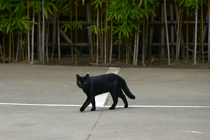 太田区のねこ