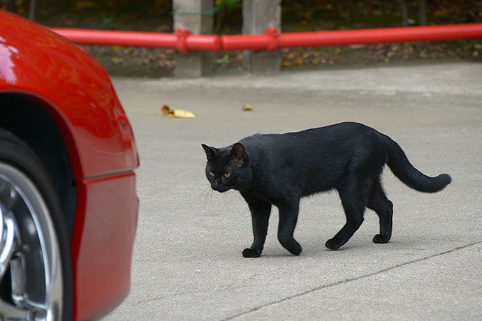 太田区のねこ