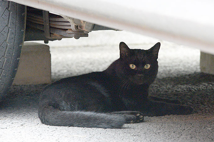 太田区のねこ