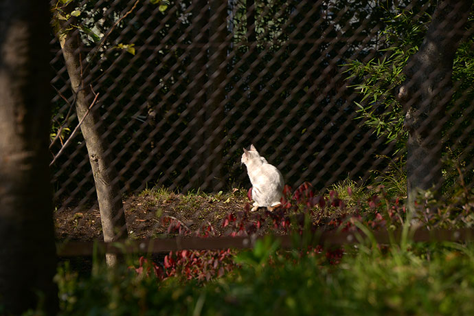 太田区のねこ
