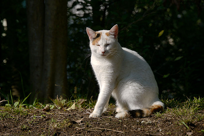 太田区のねこ