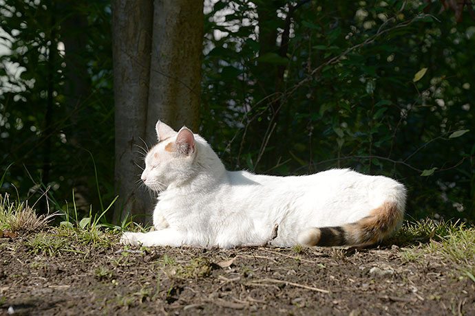 太田区のねこ