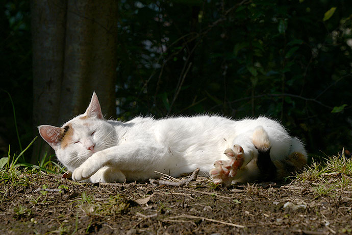 太田区のねこ
