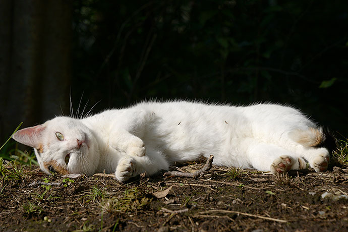 太田区のねこ