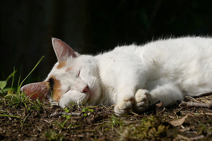 太田区のねこ
