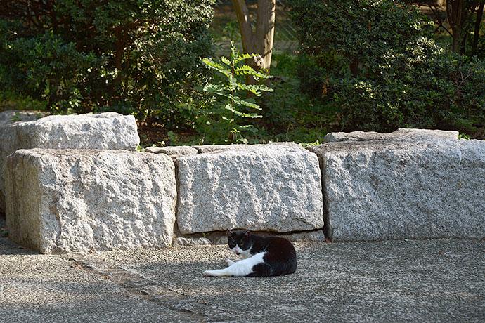 太田区のねこ