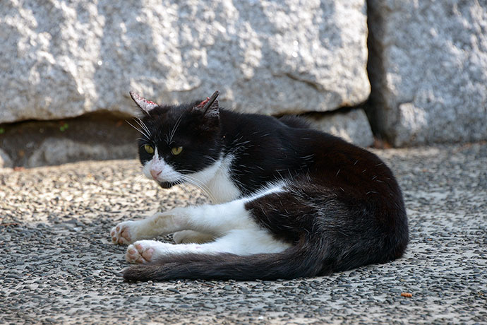 太田区のねこ