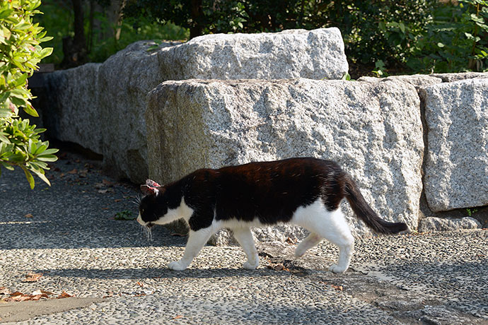 太田区のねこ