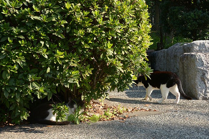 太田区のねこ