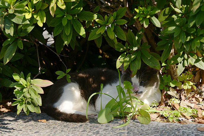 太田区のねこ