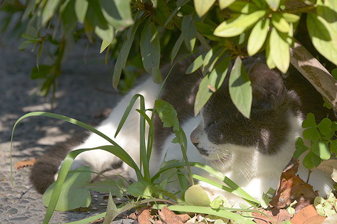 太田区のねこ
