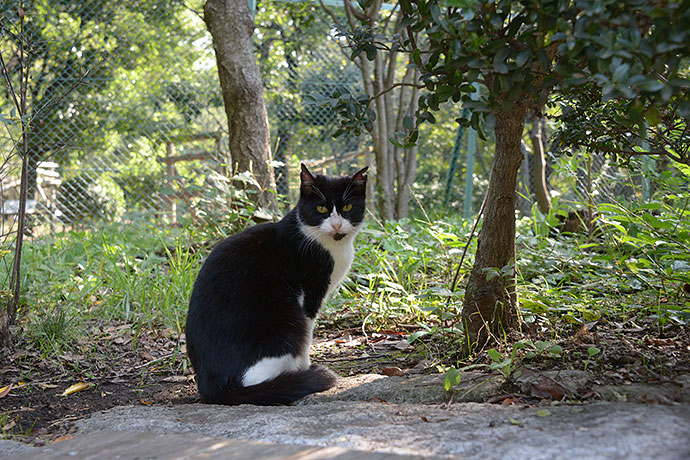 太田区のねこ