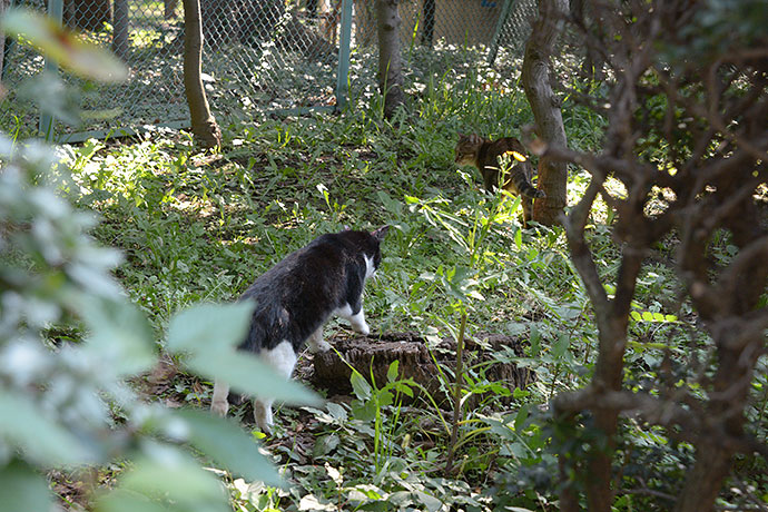 太田区のねこ