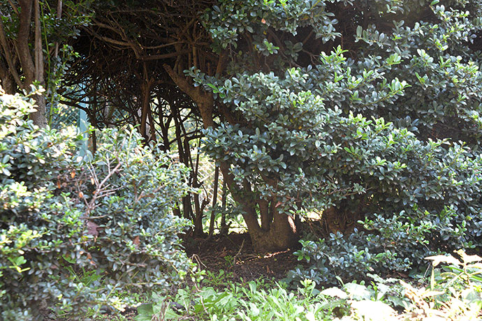 太田区のねこ