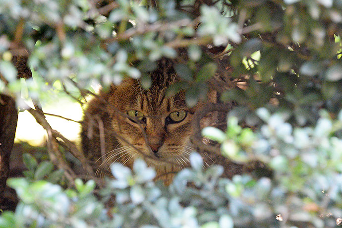 太田区のねこ