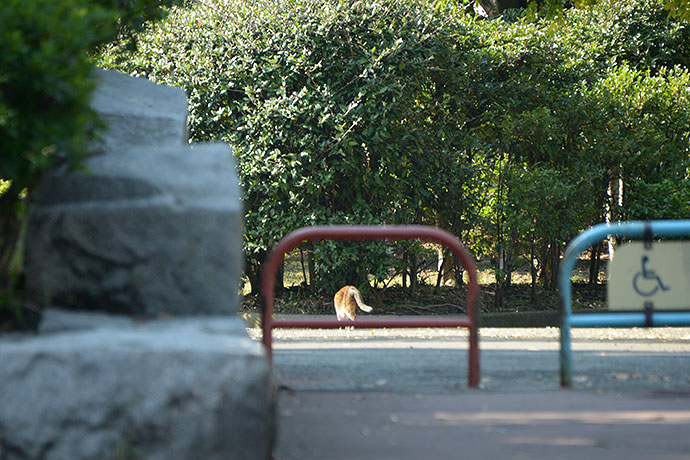 太田区のねこ