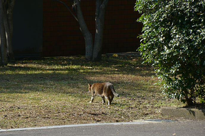 太田区のねこ