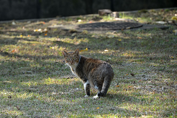 太田区のねこ