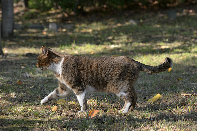 太田区のねこ