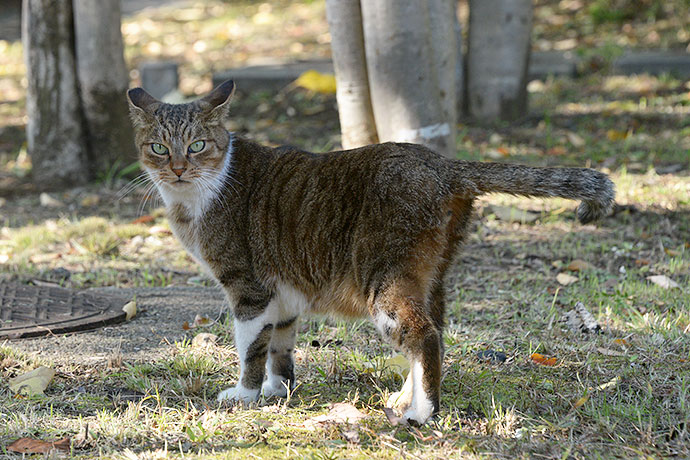 太田区のねこ