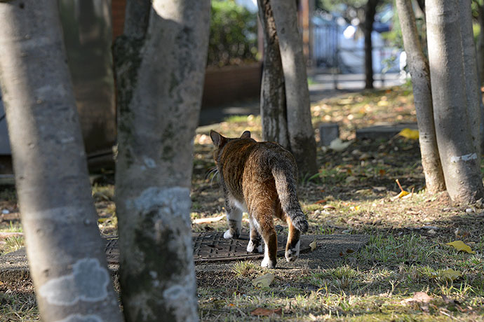 太田区のねこ