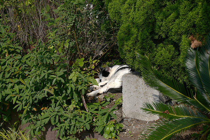 太田区のねこ