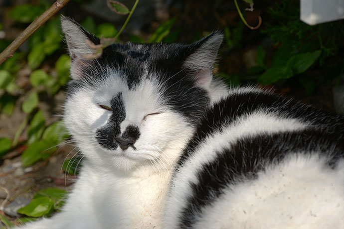 太田区のねこ