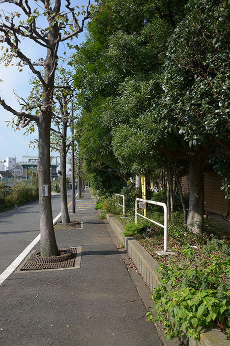 太田区のねこ